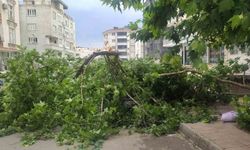 Batman’da şiddetli rüzgarın devirdiği ağaç park halindeki aracın üzerine düştü