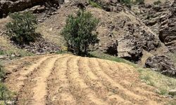 Bingöl’de 2 bin 900 kök kenevir ele geçirildi