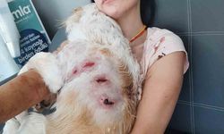 Bursa’da genç kadın ve köpeğine kangal dehşeti