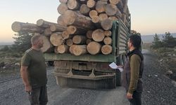 Kaçak ağaç kıyımına ağır ceza