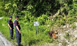 Kastamonu’da yaralı halde bulunan karacalar tedavi altına alındı
