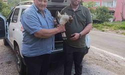 Kastamonu’da yaralı halde bulunan şahin, tedavi altına alındı