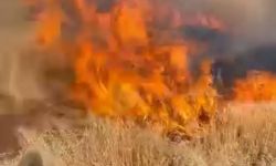 Şanlıurfa’da buğday tarlası küle döndü
