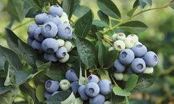 Hidroponik tarım çiftçiyi bitiriyor mu? Uludağ Blueberry Birliği Başkanı Ateş’ten açıklama