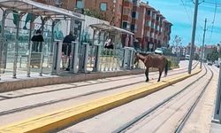 Eskişehir'de tramvay raylarında başıboş at şaşkınlığı