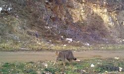 Uludağ'da yaban kedisi fotokapana takıldı