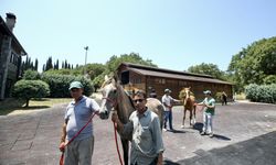 Bursa’da tarım İşletmesinin sattığı taylar 31 milyon lira kazandırdı