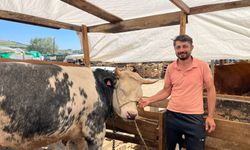 Bursa’da kurban pazarının ilgi odağı: “Belçika Mavisi”