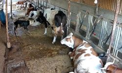Zincirli anne ile yeni doğan buzağının kavuşma mücadelesi