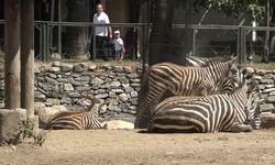 Bursa Hayvanat Bahçesi'nde zebra ailesi genişliyor