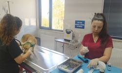 Bursa'da yangından etkilenen hayvanlara yardım eli