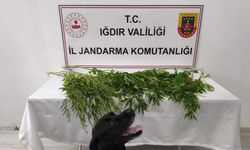 Iğdır’da jandarmadan uyuşturucu operasyonu: 1 tutuklama