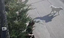 Bursa'da sokak köpekleri saldıran genç kadın canını zor kurtardı