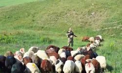 Kars’ta kayıp küçükbaş hayvanlar bulundu