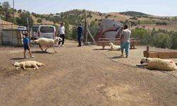 Kırıkkale’de iki ayrı besicinin 210 hayvanı telef oldu: 63 yaşındaki kadın gözyaşlarını tutamadı