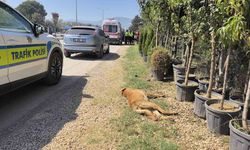 Bursa'da köpeğe çarpan motosikletli yaralandı