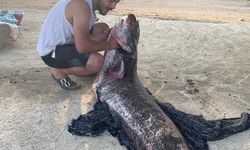 Meriç Nehri’nde 73 kiloluk yayın balığı yakalandı