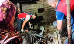 Türkeli’de ahır çöktü, büyükbaş hayvan kurtarıldı