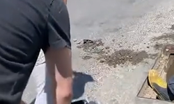 Yalova’da anne kedi ve dört yavrusu sıkıştıkları yağmur suyu kanalından kurtarıldı