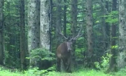 Bursa'da  fotokapana, bu sefer kızıl geyik takıldı
