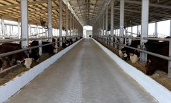 Tarım ve Orman Bakanlığı'ndan şap hastalığı açıklaması