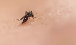 DSÖ'nün uyardığı Chikungunya virüsü tehlikeli değil