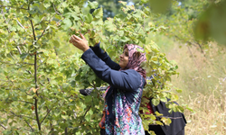 İnegöl fındığında hasat zamanı