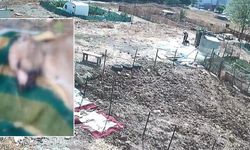 Köpek işkenceyle öldürüldü iddiası