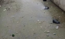 Gemlik körfezi çöplüğe döndü