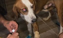 Bursa'da yangınlardan kurtarılan köpek ailesine kavuştu