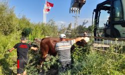 Gölete düşen inekler kepçe ile kurtarıldı