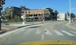 Kurallara uyan kaplumbağa Bursa’da gülümsetti