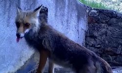 Fotokapana yakalanan sincap ve tilki görenleri gülümsetti