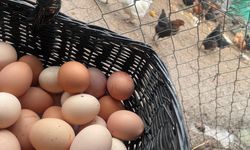 Yumurta fiyatlarında Mayıs çukuru geride kalıyor