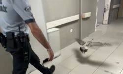 Bursa'da martı vatandaşlara renkli anlar yaşattı