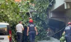 İstanbul'da ağaçlar park halindeki otomobillerin üstüne devrildi