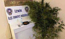 Bahçesinde hint keneviri yetiştiren kişiler tutuklandı