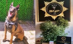 Bayburt’ta ‘Pablo’ uyuşturucuya geçit vermiyor