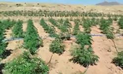 Bingöl’de 23 bin kök kenevir bitkisi ele geçirildi