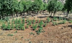Bingöl’de 8 bin kök kenevir bitkisi ele geçirildi