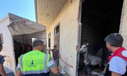 Buca’daki haralara terk edilen sahipsiz atlar kurtarıldı