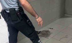 Bursa’da bir martı acile uçarak girdi