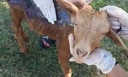 Çanakkale’de orman yangınında yanan keçi Emekli Hayvanlar Çiftliği’nde tedavi altına alındı