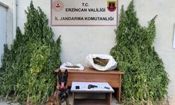 Erzincan’da jandarmadan kenevir operasyonu
