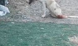 Esenyurt’ta çoban köpeklerine silahlı saldırı