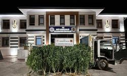 Gaziantep’te 825 kök kenevir ele geçirildi: 2 şahıs tutuklandı