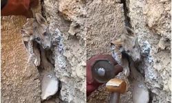 Hakkari’de iki kayanın arasına sıkışan tilkiyi orman işçileri kurtardı