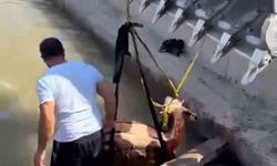 Iğdır’da kanala düşen inek kepçe ile kurtarıldı