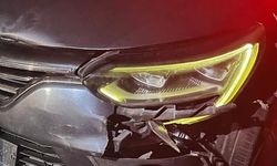 Bursa'da otomobilin çarptığı ayı telef oldu
