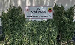 Kars’ta 42 bin 658 kök kenevir ele geçirildi